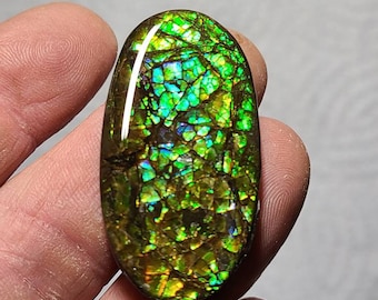 Ammolite Cabochon Canadian Ammolite