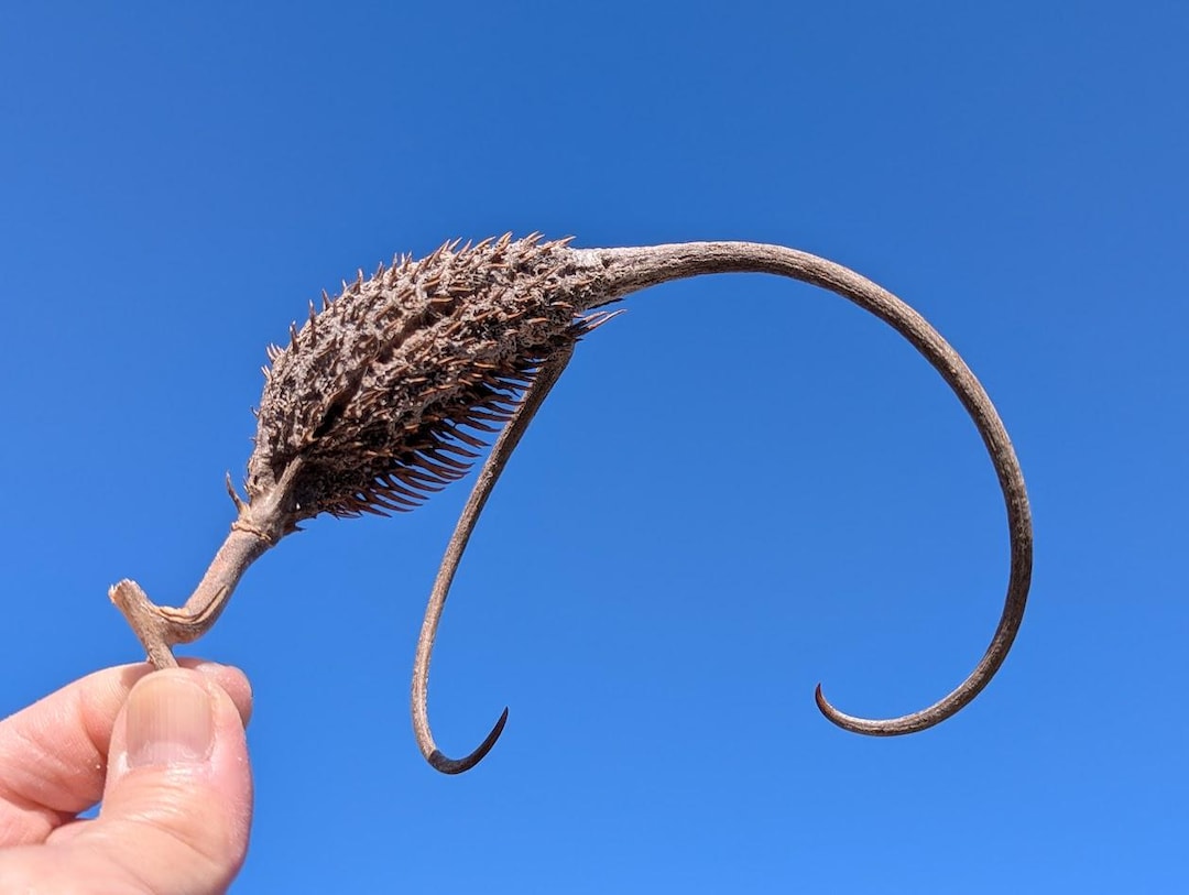 Devils Claw Seed Pods Etsy 