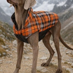 Op de afbeelding: Een Weimaraner hond met een oranje, zwart en wit geruite hondenjas. De hond staat op een rotsachtig pad met een berglandschap. De jas heeft een zwarte voering en een kraag.