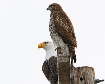 Raptor, birds of prey, eagle, hawk, birding, Oregon, predators, friendship