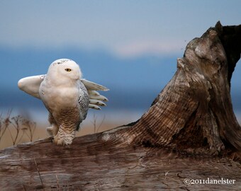 owl wall art, owl photograph, wildlife photography, owl art print, owl art, snowy owl, snowy owl photography, cabin decor, nature prints