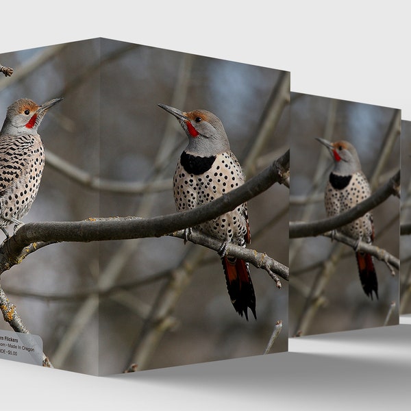 bird greeting card, flicker card, cards for birdwatchers, nature lover greeting card, woodpecker, northern flicker, wildlife photography,