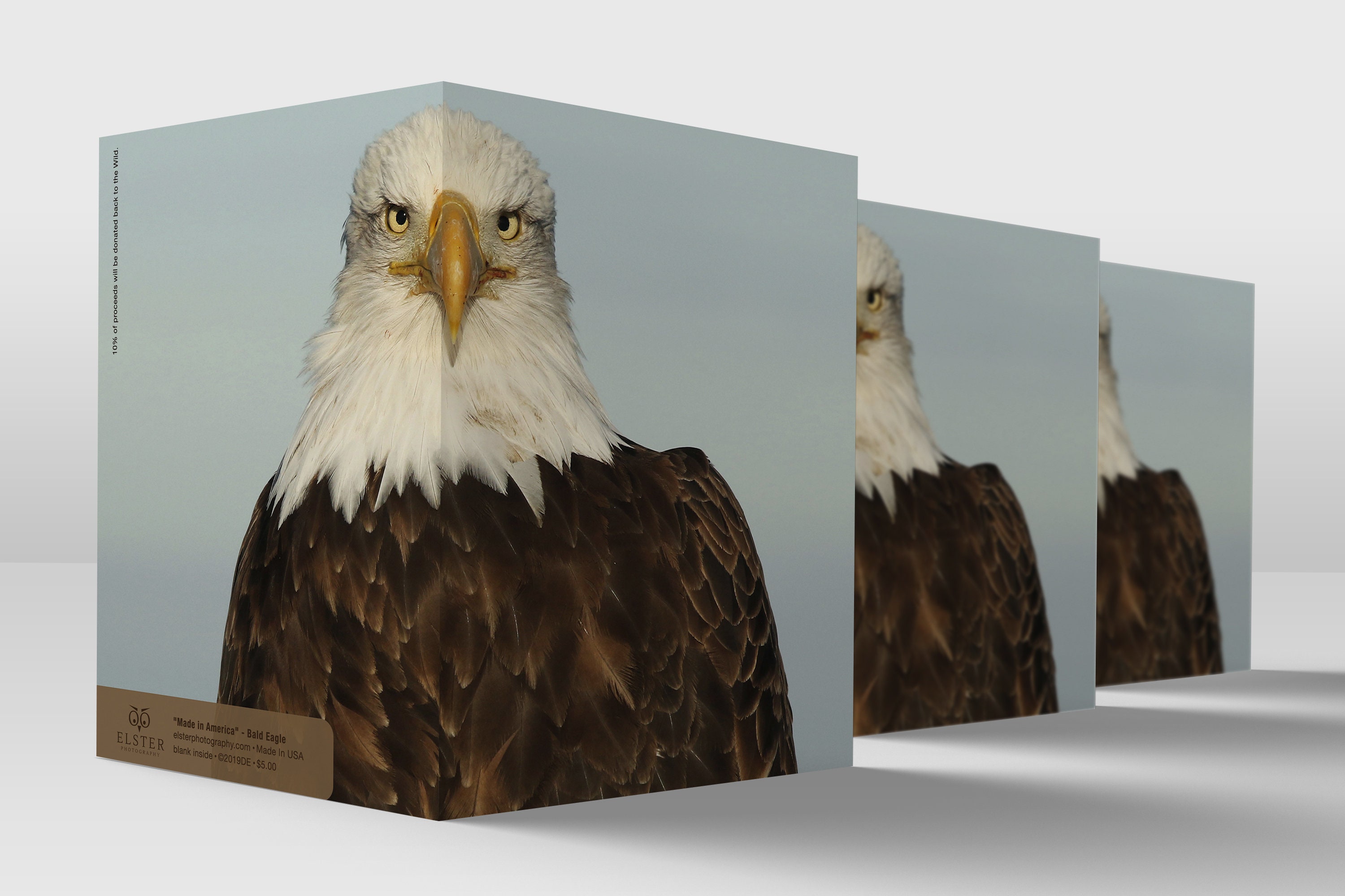 Eagle Eagle Note Card Wildlife Photography Eagle Lover - Etsy