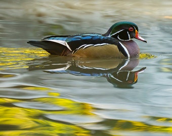 Wood duck photograph print, wood duck art nature wall art wildlife photography fall colors waterfowl art hunters natural world conservation