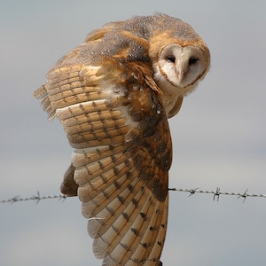 Barn Owl Photograph, owl wall art, wildlife photography, owl art, owl decor,  cabin art, barbed wire, wildlife art, owl gifts, office art