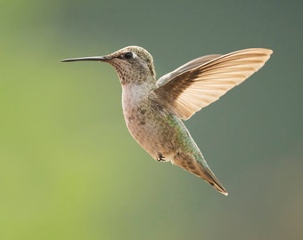 hummingbird in flight prints, wildlife photography, hummingbird wall art, hummingbird photographs, hummingbird gifts, hummingbird lovers