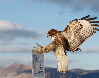 wildlife art prints, wildlife photography, red tailed hawk, hawk in flight, bird photography, animal art, nature photography