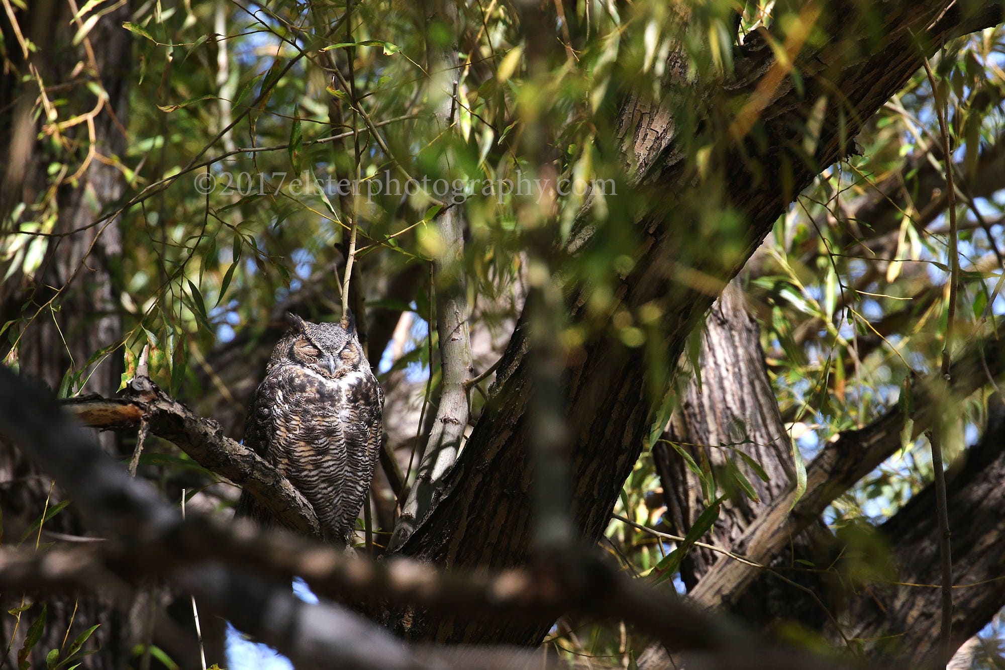 owl great horned owl sleeping light woodland nature wildlife photography resting bedroom art
