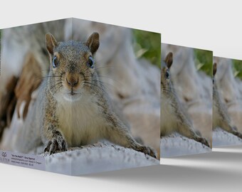 squirrel, grey squirrel, squirrel card, nuts, nature lover, birthday, squirrel eyes, dog, funny wildlife card, photography, tree, humorous