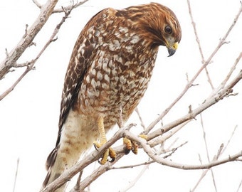 Red shouldered Hawk  Print, Hawk Photograph, Red shouldered art, Fine art Nature photograph, nature photograph