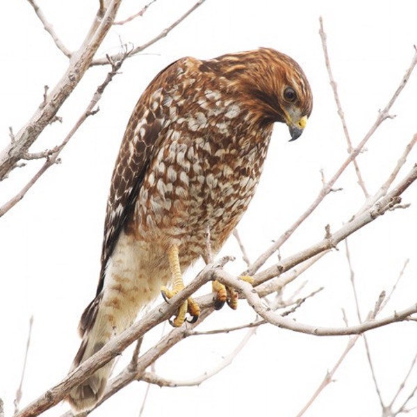 Red shouldered Hawk  Print, Hawk Photograph, Red shouldered art, Fine art Nature photograph, nature photograph