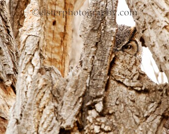 May include: A brown and gray owl is hiding in a tree, only its eye is visible. The owl is camouflaged by the bark of the tree.