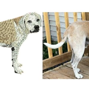May include: A tan and white dog standing on a wooden deck. The dog has a short coat with tan markings on its back and head, and white on its chest, legs, and face. The dog is looking to the right.
