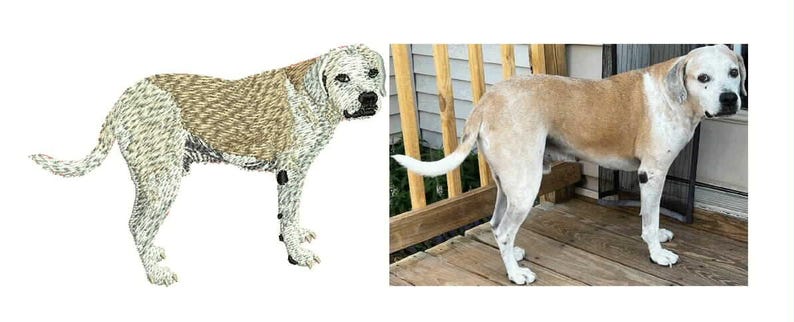 May include: A tan and white dog standing on a wooden deck. The dog has a short coat with tan markings on its back and head, and white on its chest, legs, and face. The dog is looking to the right.