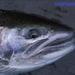 Avatar belonging to NWFishingTackle
