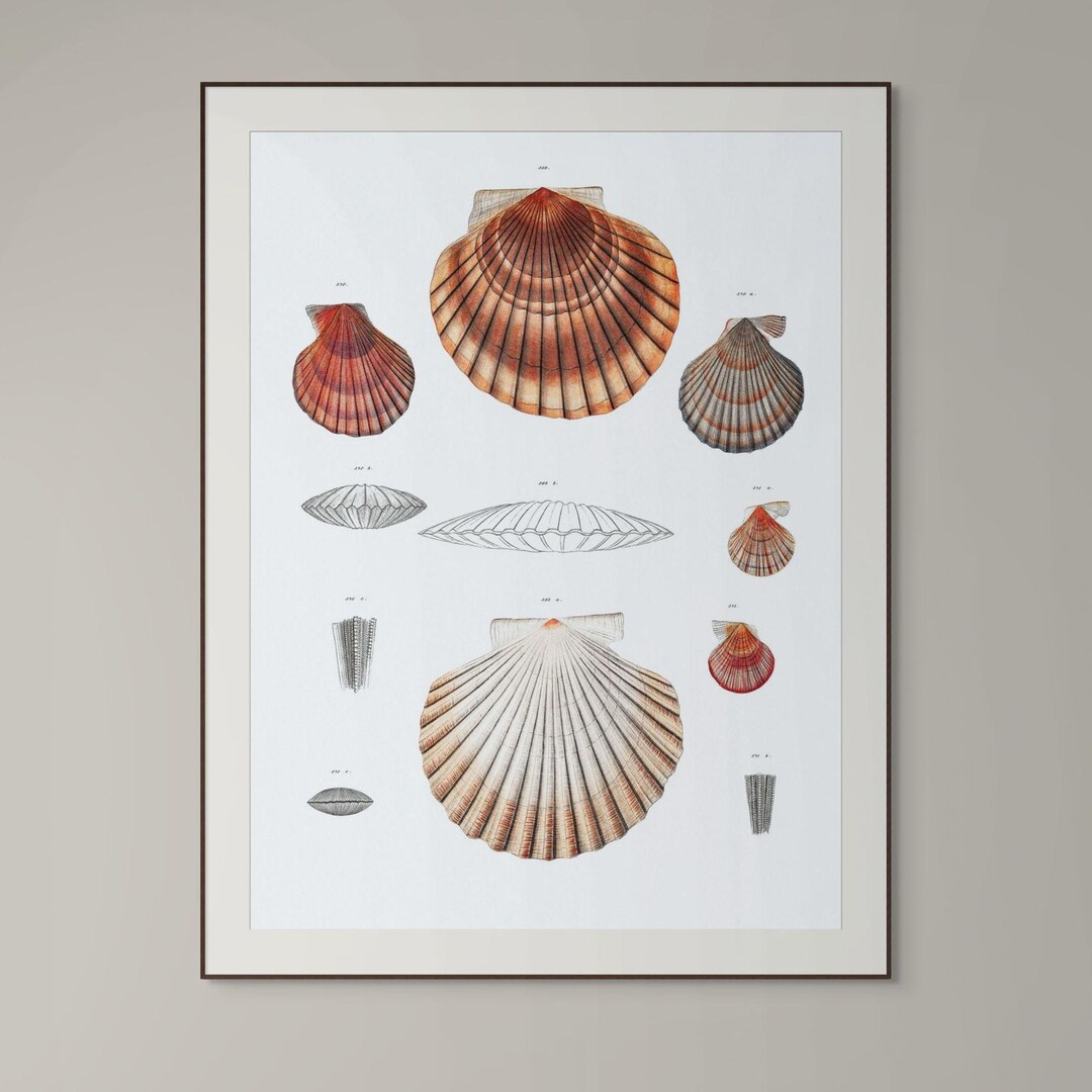 Botanicial Shell Vintage Style Natural Shell Collection Botanical Drawing Wall Art Print ...