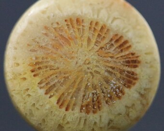 Coral Fossil Floral Eye Beautiful Unique Gemstone Petoskey Stone 14MM | 22 carats