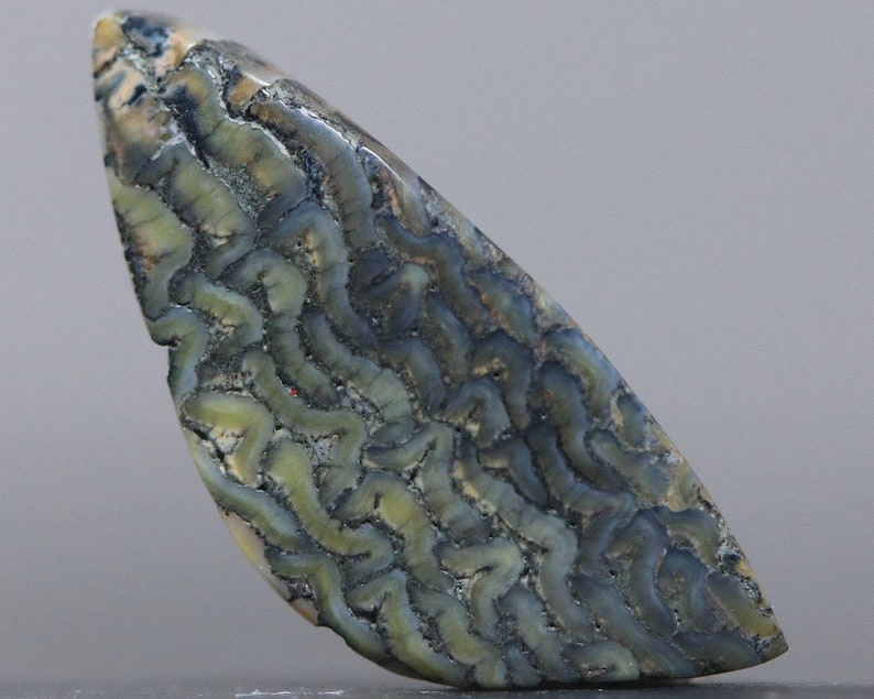 Fish Mouth Fossil Stone Cabochon Ancient Specimen Fossilized Organic Gemstone image 1