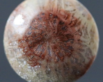Fossilized Coral Floral Eye Gemstone Agatized Organic Sea Specimen Designers Gem 17MM | 13.5 carats
