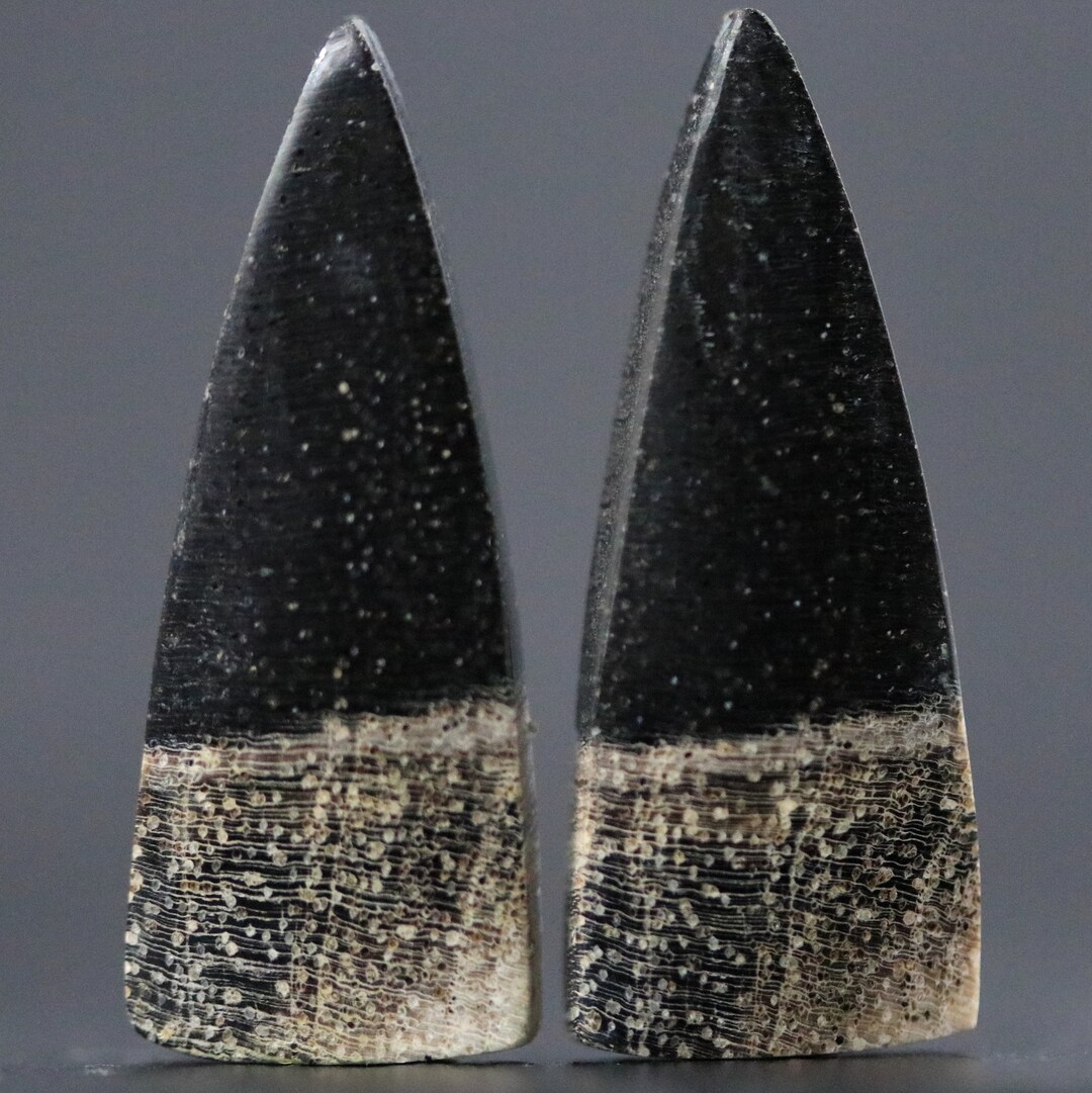 Palm Tree Wood Root Matching Set Black & Tan Natural Cabochon Pair - Etsy