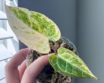 Anthurium 'red Tiger' by HU | Rare Exotic Anthurium | Mother Plant