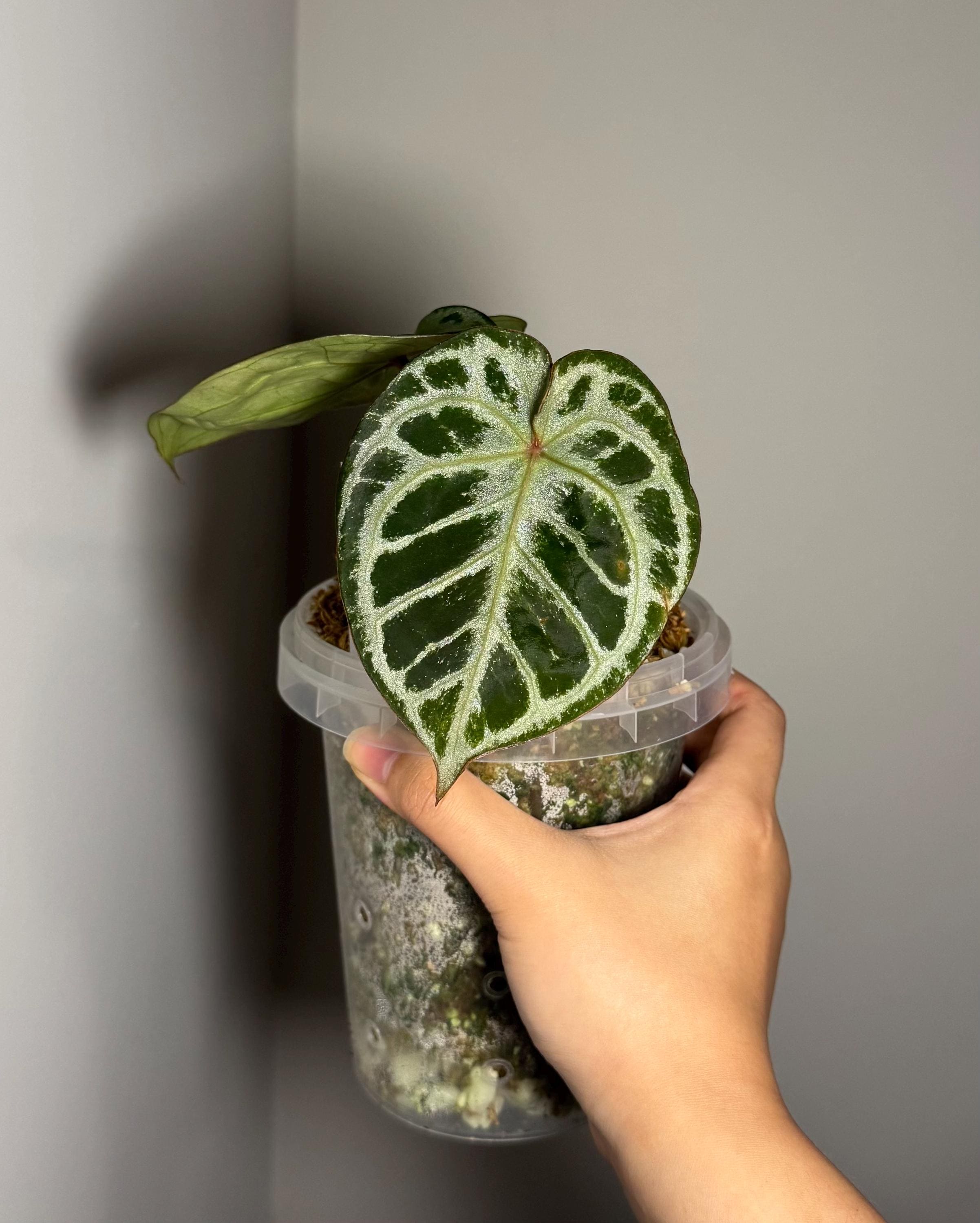 Anthurium 'red Tiger' by HU | Rare Exotic Anthurium | Mother Plant