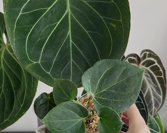 アンスリウムKOS from HU Anthurium HU / King of Spades (KOS) – HappiestPlants