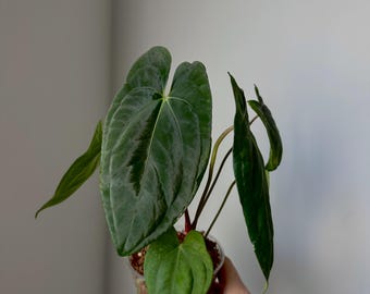 Anthurium 'red Tiger' by HU | Rare Exotic Anthurium | Mother Plant