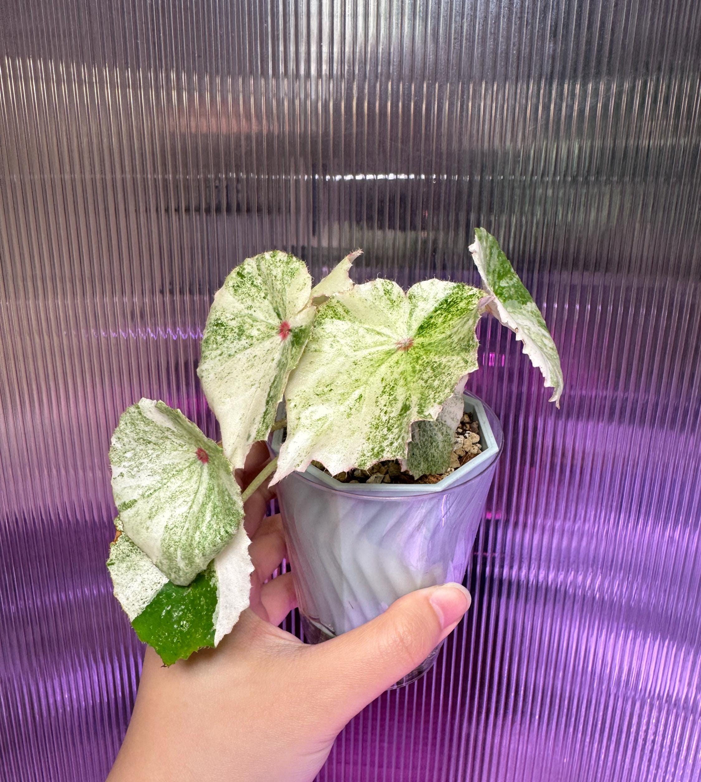 レアベゴニアルージュVariegated Begonia Rouge大苗