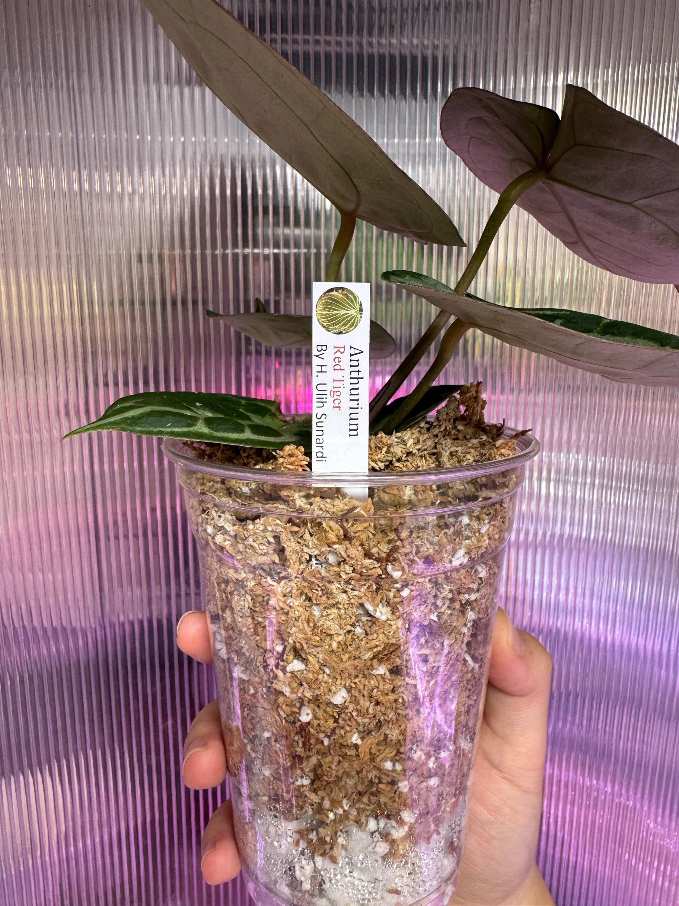 N*様 anthurium red tiger レッドタイガー　HU N*様 anthurium red tiger レッドタイガー HU Anthurium Tiger