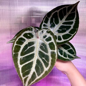 Anthurium 'red Tiger' by HU | Rare Exotic Anthurium | Mother