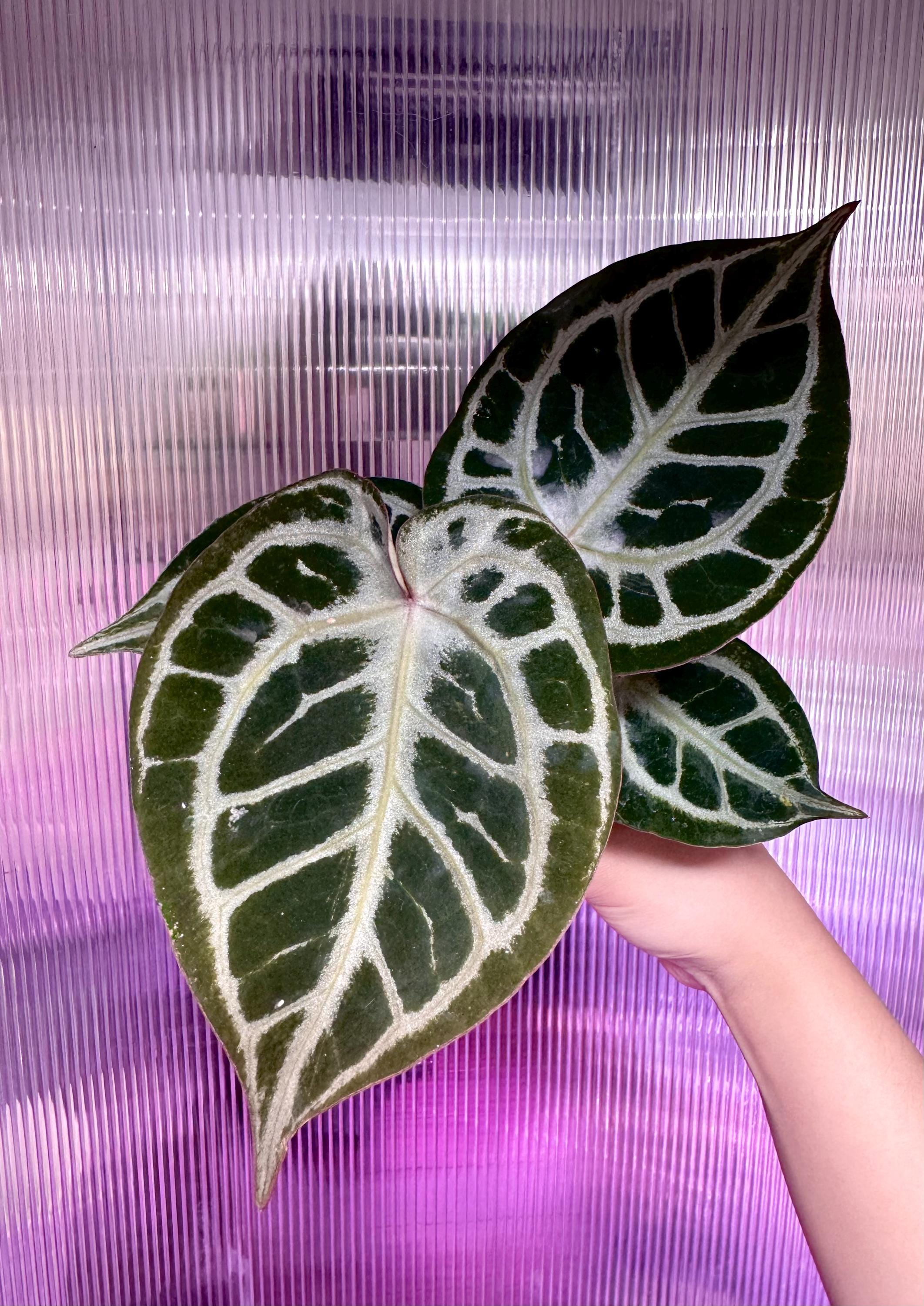 N*様 anthurium red tiger レッドタイガー　HU N*様 anthurium red tiger レッドタイガー HU New hybrid
