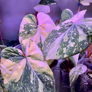 Philodendron Gloriosum Variegated | Fully Rooted Plant | Grower&#39;s Choice | Rare Houseplant