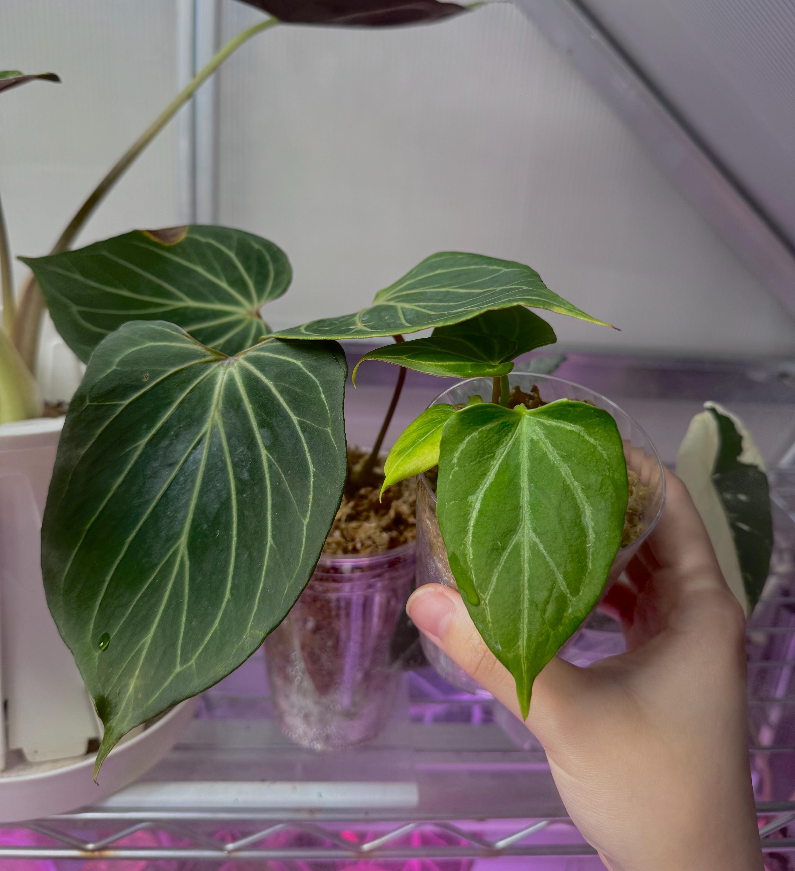 今*！様 アンスリウム キングオブスぺーズ バタフライ 8アンスリウム 'キングオブスペード' KOS ハイブリッド - メルカリ