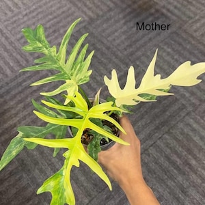 Philodendron Florida Beauty x Tortum Variegated | Rare Hybrid Philodendron | Fully Rooted Cuttings | Live Tropical Plant | US Seller
