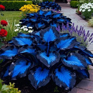 May include: A cluster of hosta plants featuring large, heart-shaped leaves with vibrant electric blue centers and deep blackish-purple margins, situated in a garden bed alongside red roses, yellow flowers, and purple lavender spikes.