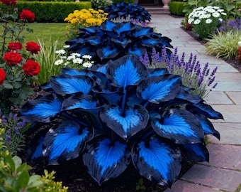 May include: A cluster of hosta plants featuring large, heart-shaped leaves with vibrant electric blue centers and deep blackish-purple margins, situated in a garden bed alongside red roses, yellow flowers, and purple lavender spikes.