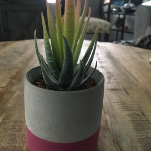 May include: A small, faux succulent plant in a gray and pink concrete pot. The plant has green and pink leaves.