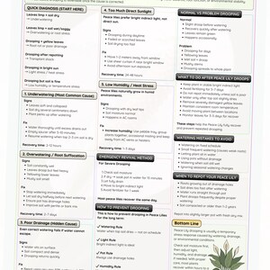 May include: A guide to revive drooping peace lily leaves, offering troubleshooting advice. It covers causes like underwatering, overwatering, and poor drainage, with solutions and recovery times. Includes watering and light rules.
