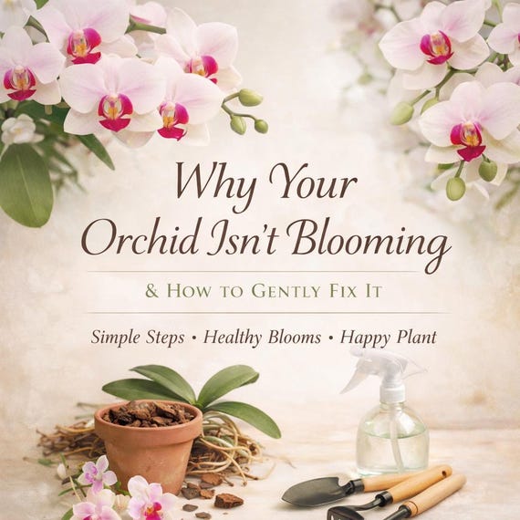 Why Your Orchid Isn't Blooming  Orchid Care Guide PDF Printable, Beginner  Orchid Flowers, Phalaenopsis Bloom Help, Houseplant - Etsy Israel
