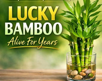 This Simple Care System Keeps Lucky Bamboo Alive For Years — What Most Owners Do Wrong | Cheat Sheet + Care System PDF | Indoor Plant Care