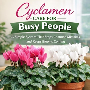 May include: Image features two potted cyclamen plants, one with vibrant pink blooms and the other with pristine white flowers. The plants have green foliage with silver patterns. Text at the top reads "Cyclamen - Care for Busy People."