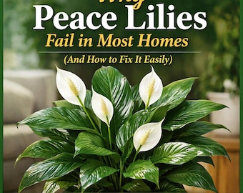 Peace Lily Care afdrukbaar | Waarom vredeslelies falen en hoe op te lossen | 3 grafieken + infographic + pdf