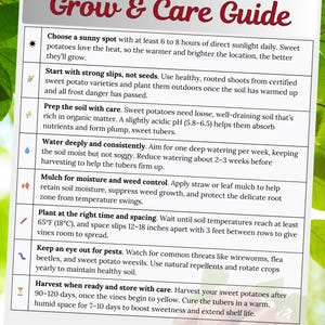 Printable Ultimate Potato Guide.pdf Sweet Potatoes Care Guide – How to Grow and Care for Sweet Potatoes ...