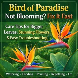 Skötselguide för paradisfågeln, åtgärda blomning, större blad, felsökning (PDF)