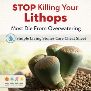 STOP Killing Your Lithops – Overwatering Prevention Cheat Sheet PDF | Living Stones Care Printable | Beginner Succulent Guide