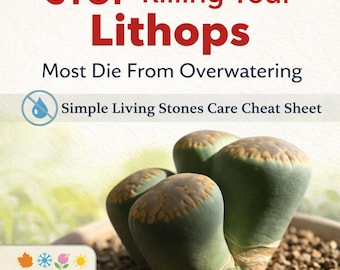 STOP Killing Your Lithops – Overwatering Prevention Cheat Sheet PDF | Living Stones Care Printable | Beginner Succulent Guide