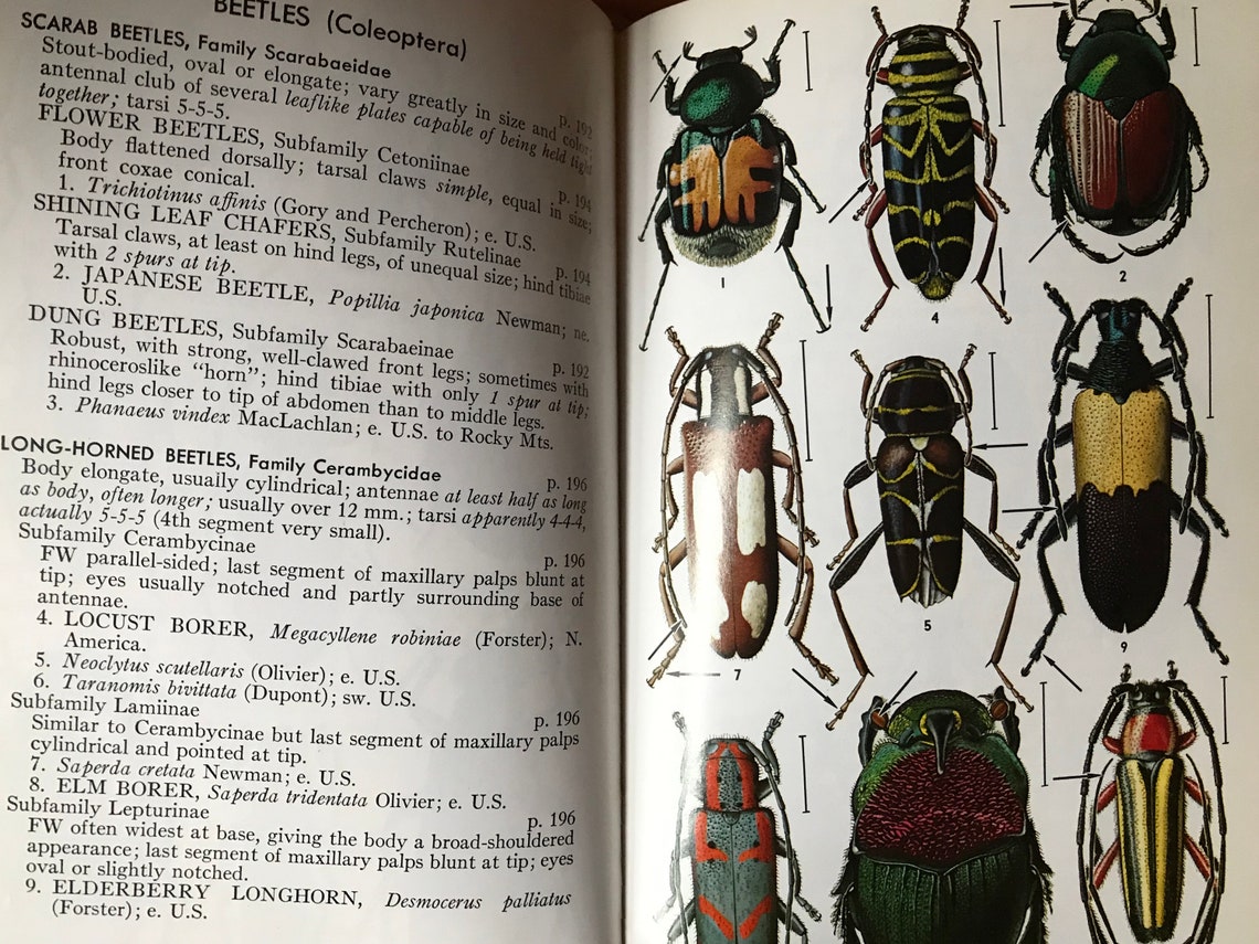 1970 Peterson Field guides Insects by Donald J Borror and | Etsy