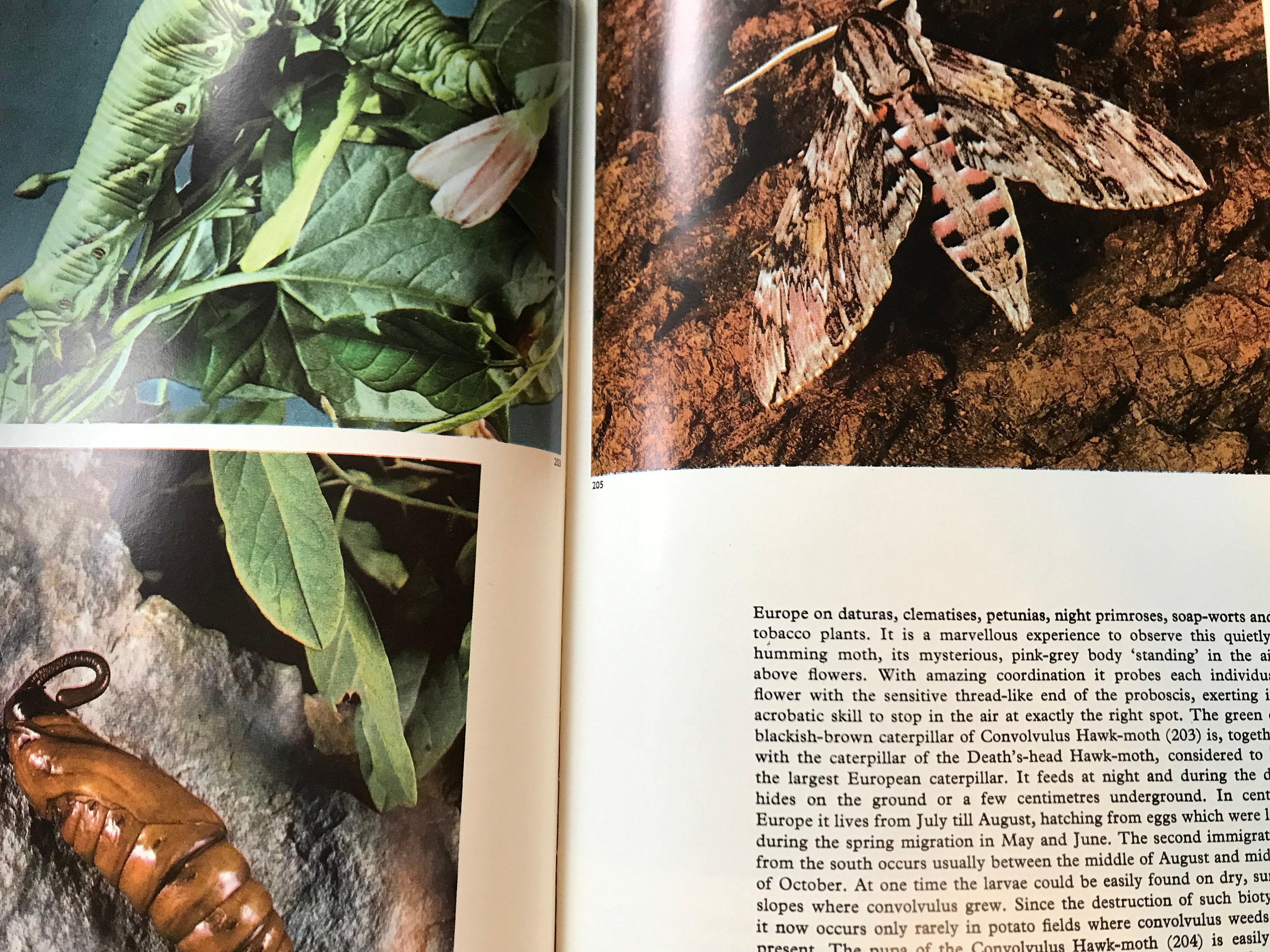 1977 The illustrated encyclopedia of Butterflies and moths Etsy