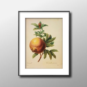 Pomegranate, Vintage 1987 Redoute Botanical Print, Kitchen Wall Art